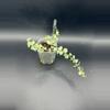 plant/Dischidia Million Hearts 691-1-thumbnail