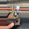 plant/Huernia Pranburi Pattern hybrid, Asclepiad-0-thumbnail