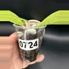 plant/Hoya Finlaysonii 0724-1-thumbnail