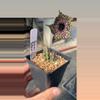 plant/Huernia Pranburi Pattern hybrid-0-thumbnail