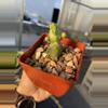 plant/Monstrose Echinocereus pentalophus -0-thumbnail
