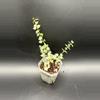 plant/Dischidia Million Hearts 691-0-thumbnail