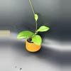 plant/Erythrina Bajo-0-thumbnail