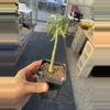 plant/Adenia venenata-1-thumbnail