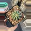 plant/Ferocactus glaucescens inermis -0-thumbnail