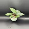 plant/Hoya Jennifer 0726-0-thumbnail