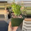 plant/Crested Euphorbia antiquorum -0-thumbnail