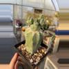 plant/“Stacker” graft-0-thumbnail