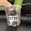 plant/Hoya Jennifer 0726-1-thumbnail