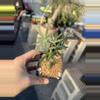 plant/Adenia venenata-0-thumbnail