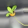 plant/Erythrina Bajo-1-thumbnail