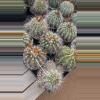 plant/SEEDS Copiapoa grandiflora 10 Seeds-0-thumbnail