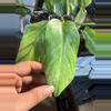 plant/Philodendron painted lady-1-thumbnail