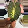 plant/Waikiki colocasia-0-thumbnail