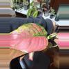 plant/Aglaonema pink china-2-thumbnail