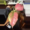 plant/Aglaonema pink china-0-thumbnail