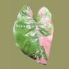plant/Corm C - Pink Variegated Alocasia Plumbea Corm-0-thumbnail