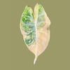 plant/Corm B - Aurea Variegated Alocasia Nairobi Nights-0-thumbnail