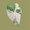 plant/Albo Variegated Alocasia Regal Shield Corm-0-thumbnail