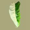 plant/True Albo Variegated Alocasia Zebrina Corm-0-thumbnail