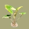 plant/True Albo Variegated Alocasia Zebrina Corm-1-thumbnail