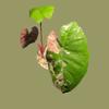 plant/Corm C - Pink Variegated Alocasia Plumbea Corm-1-thumbnail