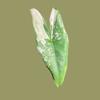 plant/True Albo Variegated Alocasia Zebrina Corm-2-thumbnail