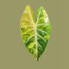 plant/Corm B - Aurea Variegated Alocasia Nairobi Nights-1-thumbnail