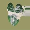 plant/Albo Variegated Alocasia Regal Shield Corm-1-thumbnail