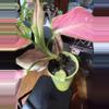 plant/Aglaonema pink china-1-thumbnail