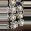 plant/SEEDS Ariocarpus retusus furfuraceous “Super Fat” x fiss “Badzilla” F2 10 seeds-0-thumbnail