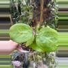 plant/Hoya ricardo-0-thumbnail