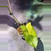 plant/Philodendron Aquarius-0-thumbnail