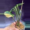 plant/Variagated Peru monstera-2-thumbnail