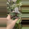 plant/Hoya Caudata silver-1-thumbnail