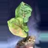plant/Syngonium Variagated mango allusion-0-thumbnail