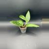 plant/Hoya Clemensorium x Seedling-1-thumbnail