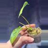 plant/Aquarius philodendron high color-1-thumbnail