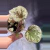 plant/Begonia sykakiengii- first photo is mother plant-1-thumbnail