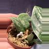 plant/Scindapsus silver army-1-thumbnail