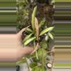 plant/Hoya wayetii tricolor-1-thumbnail