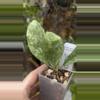 plant/Hoya crassi splash x Michele clone 2-1-thumbnail