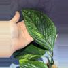 plant/Variagated Peru monstera-1-thumbnail