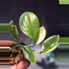plant/Scindapsus Variagated longistipatus-1-thumbnail