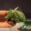 plant/Scindapsus silver army-0-thumbnail