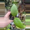 plant/Hoya sp Indonesia-0-thumbnail