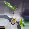 plant/Philodendron Aquarius-1-thumbnail