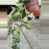 plant/Hoya nummularioides exact plant lots of blooms-1-thumbnail