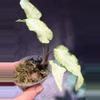 plant/Syngonium fairy wings-0-thumbnail