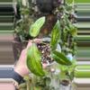 plant/Hoya kenejiana IV-0-thumbnail